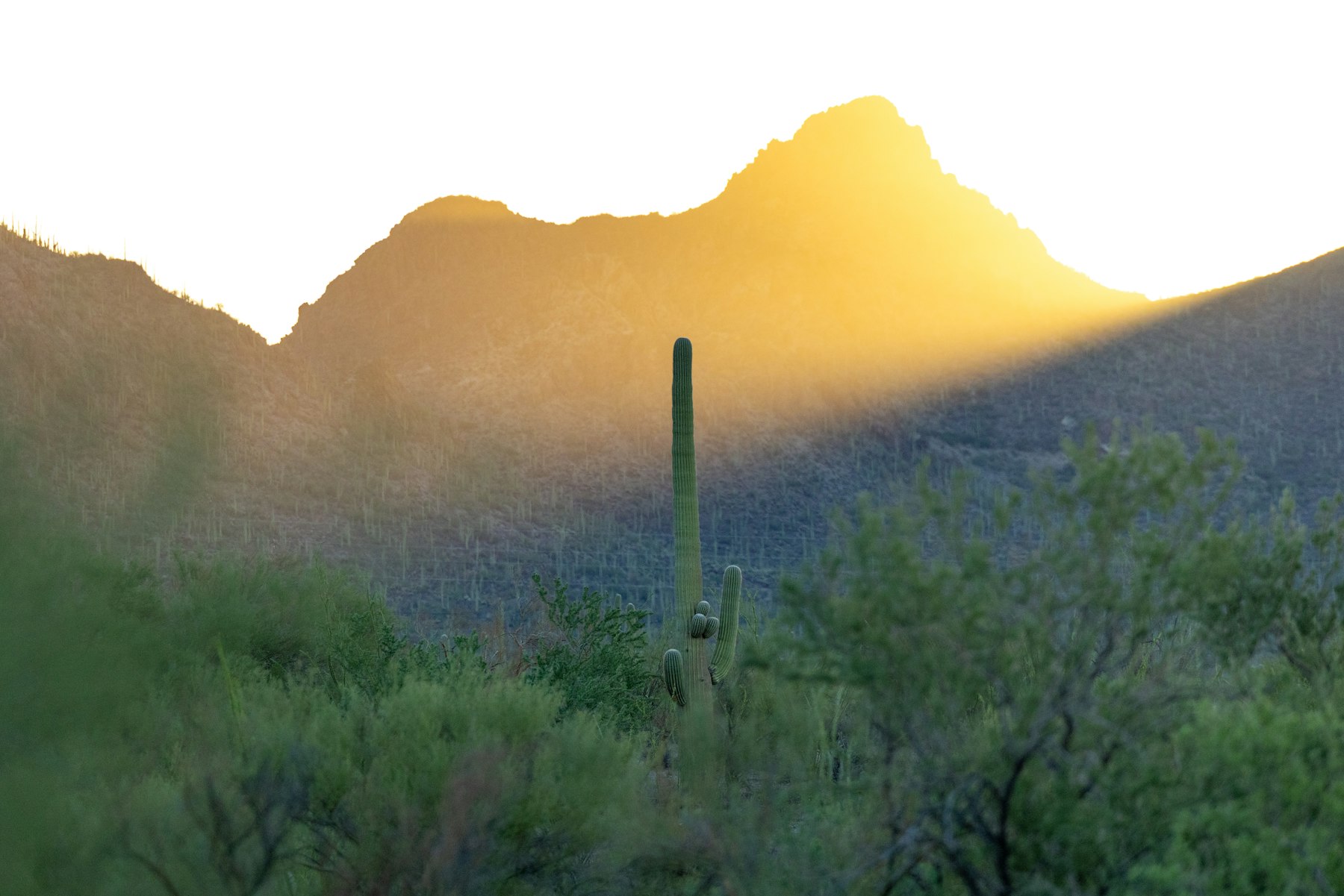 Sunlit desert landscape in Southern Arizona